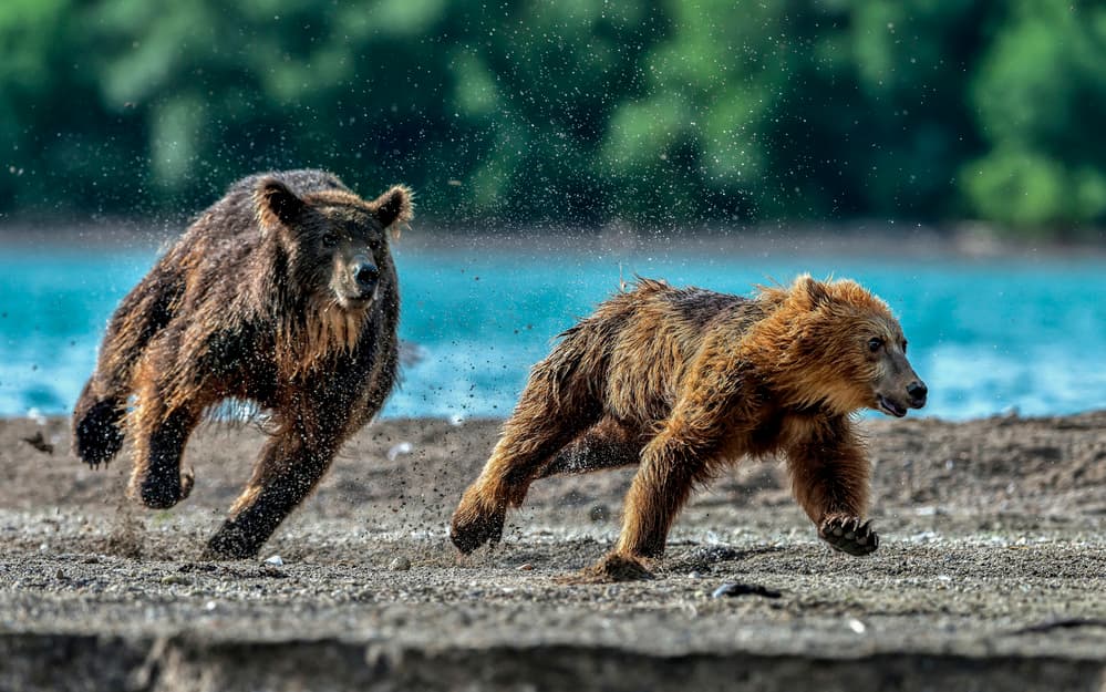 Dynamic Bear Chase by Giuseppe DAmico — canvas wall art