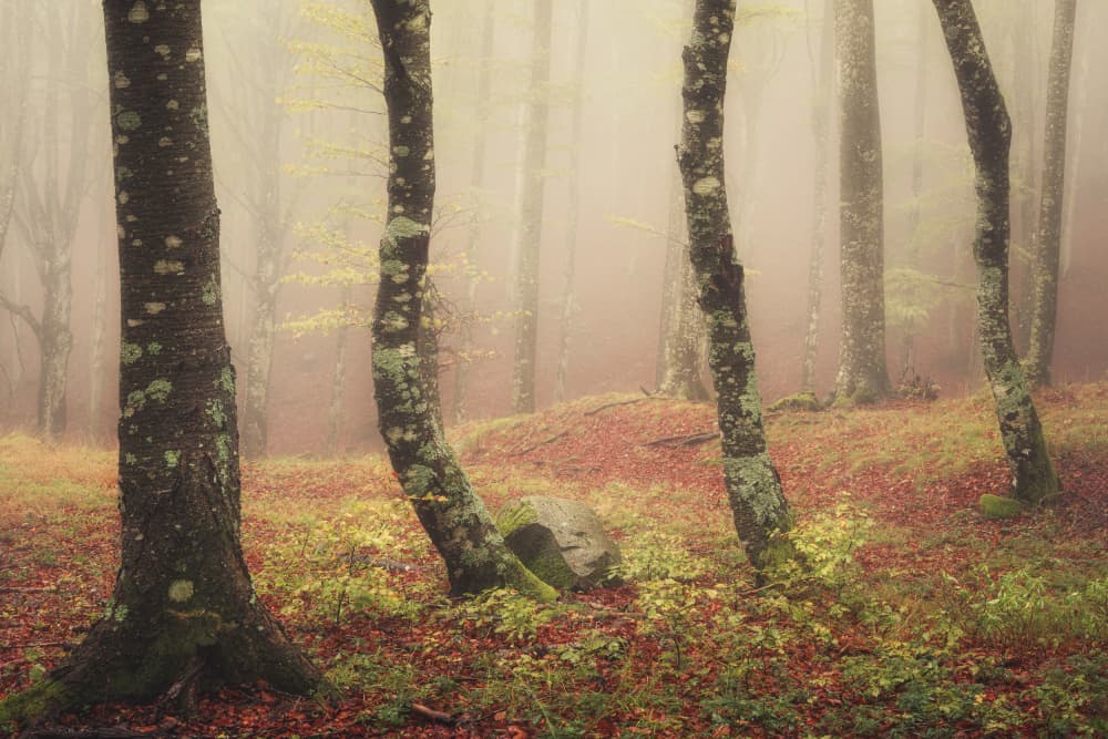 Misty Autumn Forest by Andrea Maestosi — canvas wall art