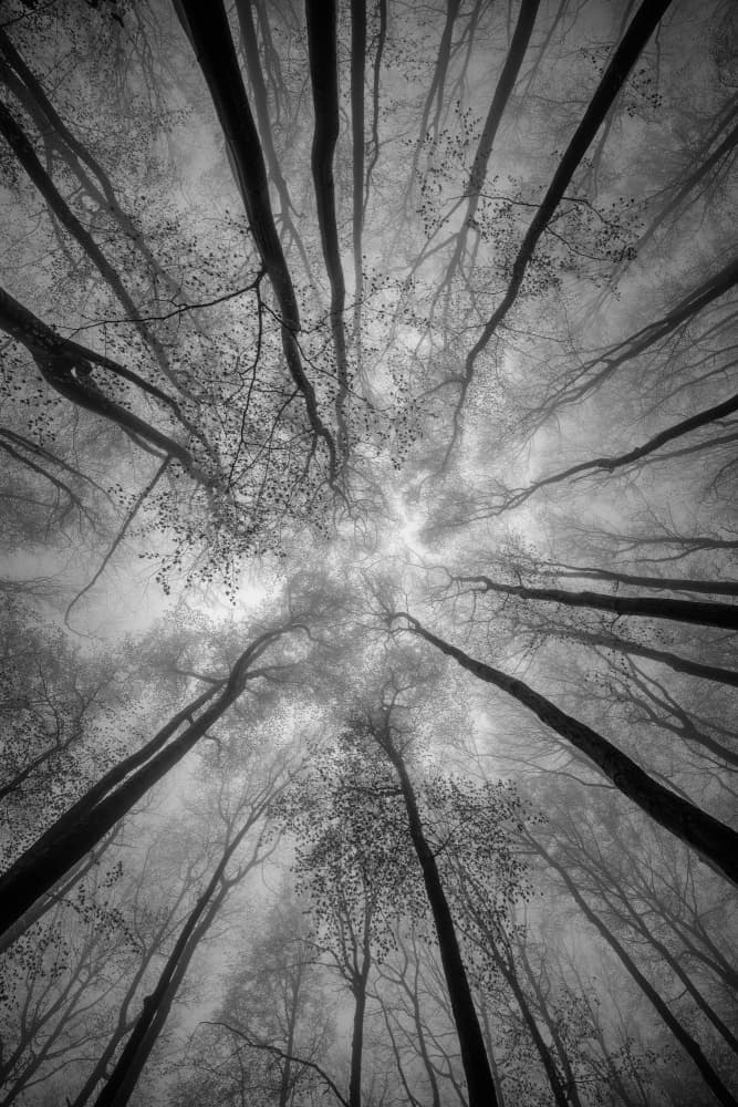 Ethereal Forest Light by Tom Pavlasek — canvas wall art