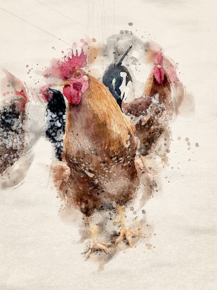 Watercolor Farm Roosters by Arno Du Toit — canvas wall art