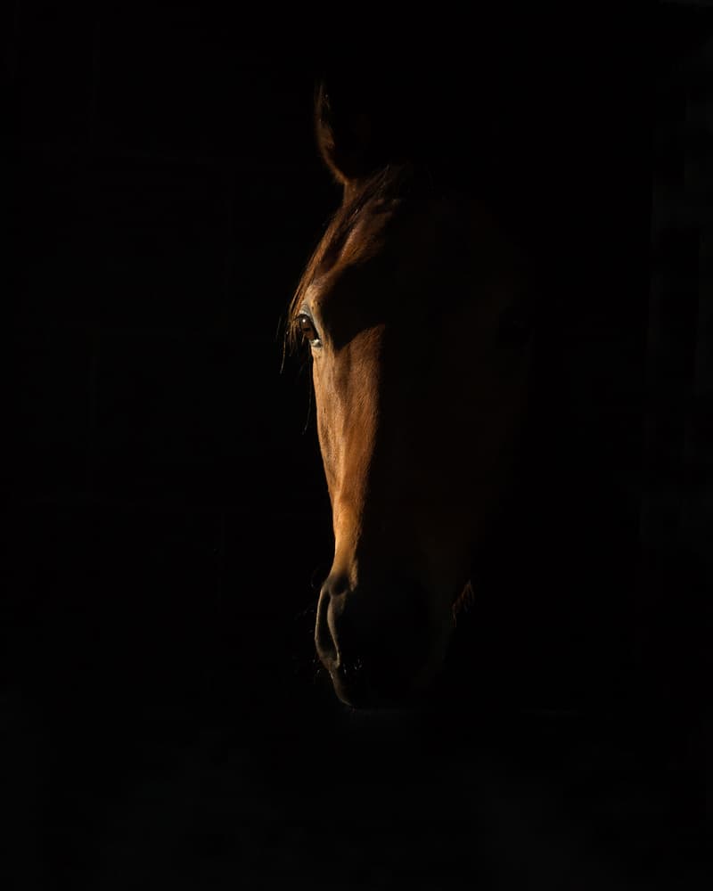 Horse In Shadow by Sharon Lee Chapman — canvas wall art
