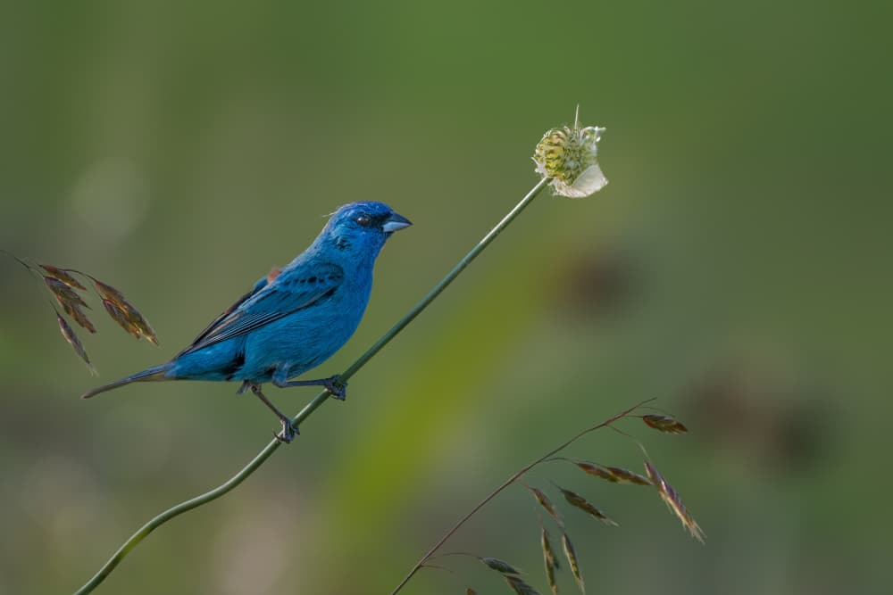 Vibrant Indigo Bunting by Jacob (Jian) Xu — canvas wall art
