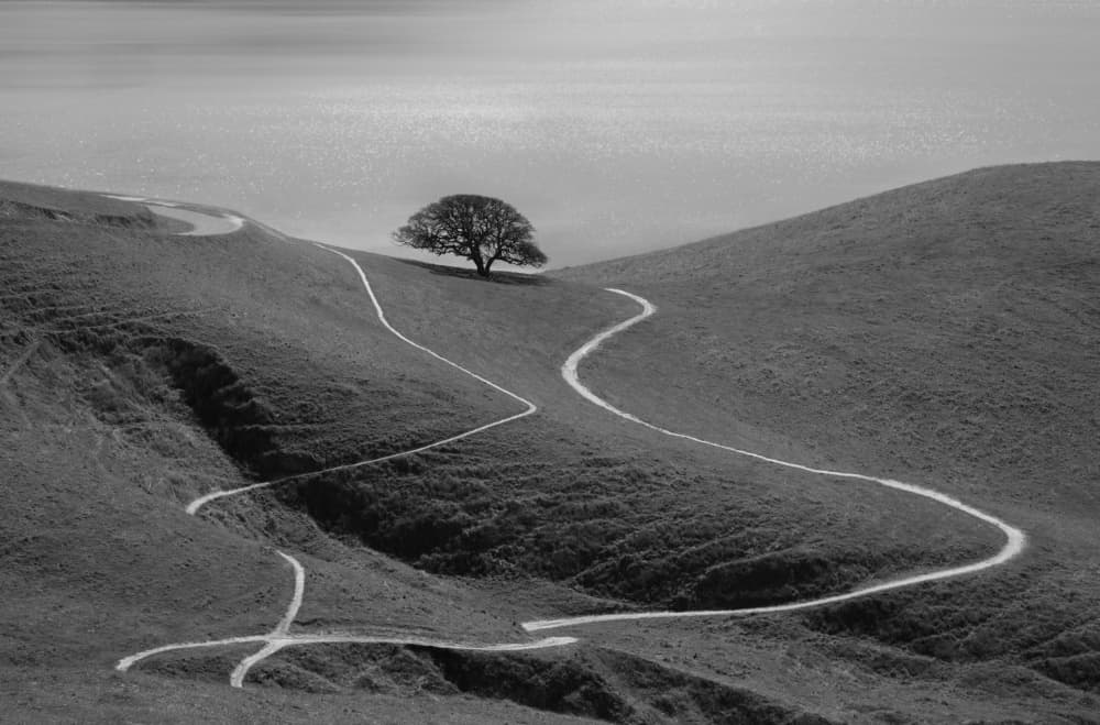 Lone Tree Winding Path by Yun Mao — canvas wall art