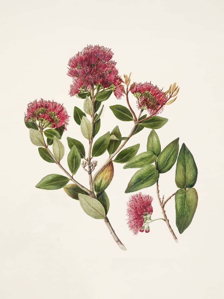 Rata By Sarah Featon (1848–1927) by Sarah Featon — canvas wall art