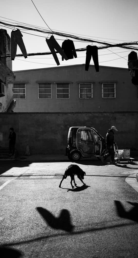 Street Dog Shadows by WangPeng — canvas wall art