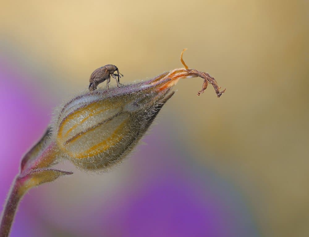 Tiny Beetle on Bud by Thierry Dufour — canvas wall art