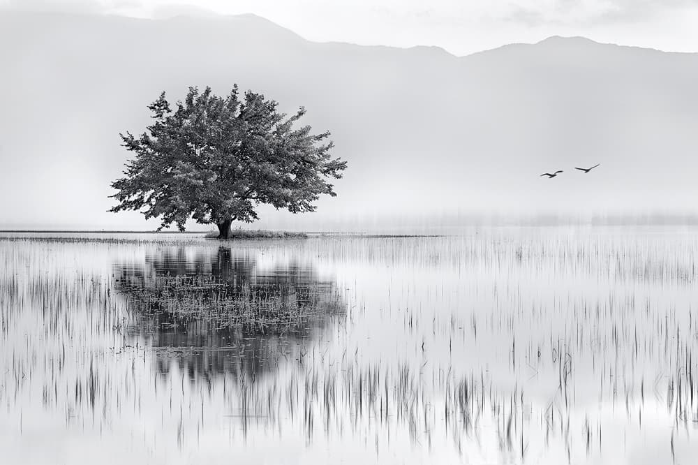 Lone Tree Reflection by Maria Kaimaki — canvas wall art