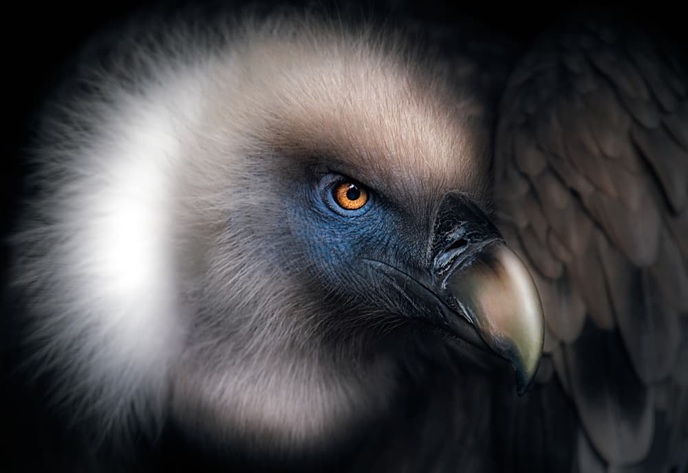 Intense Vulture Gaze by Santiago Pascual Buye — canvas wall art