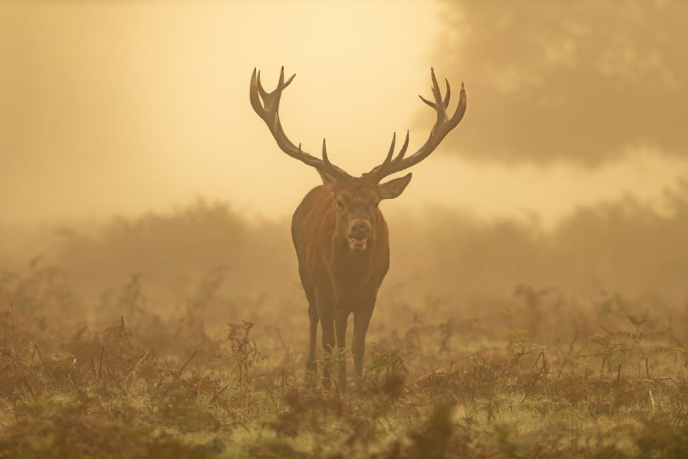 Stag in Golden Mist by Radojica Jevric fotorax — canvas wall art