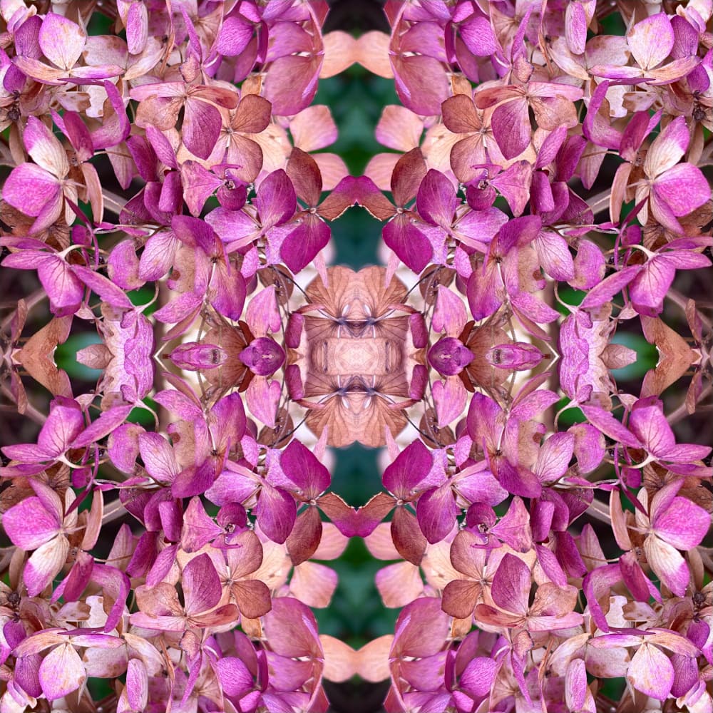 Pink Hydrangea Kaleidoscope by Patricia Pedraza Sanson — canvas wall art