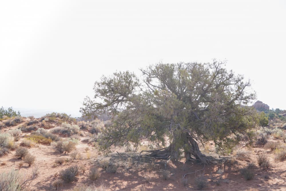 Lone Desert Tree by Courtney Crane — canvas wall art