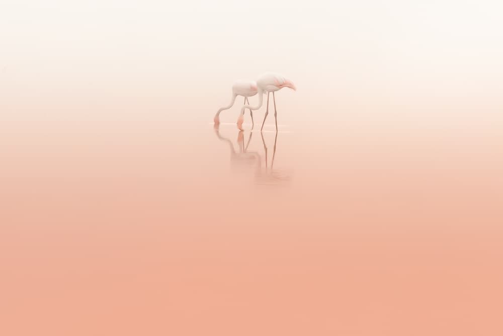 Serene Pink Flamingos by Natalia Rublina — canvas wall art