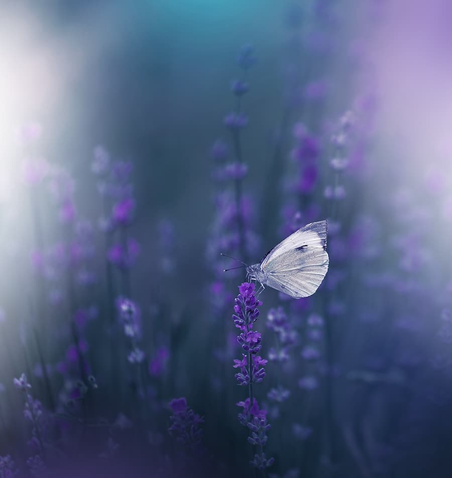 Dreamy Lavender Butterfly by Juliana Nan — canvas wall art