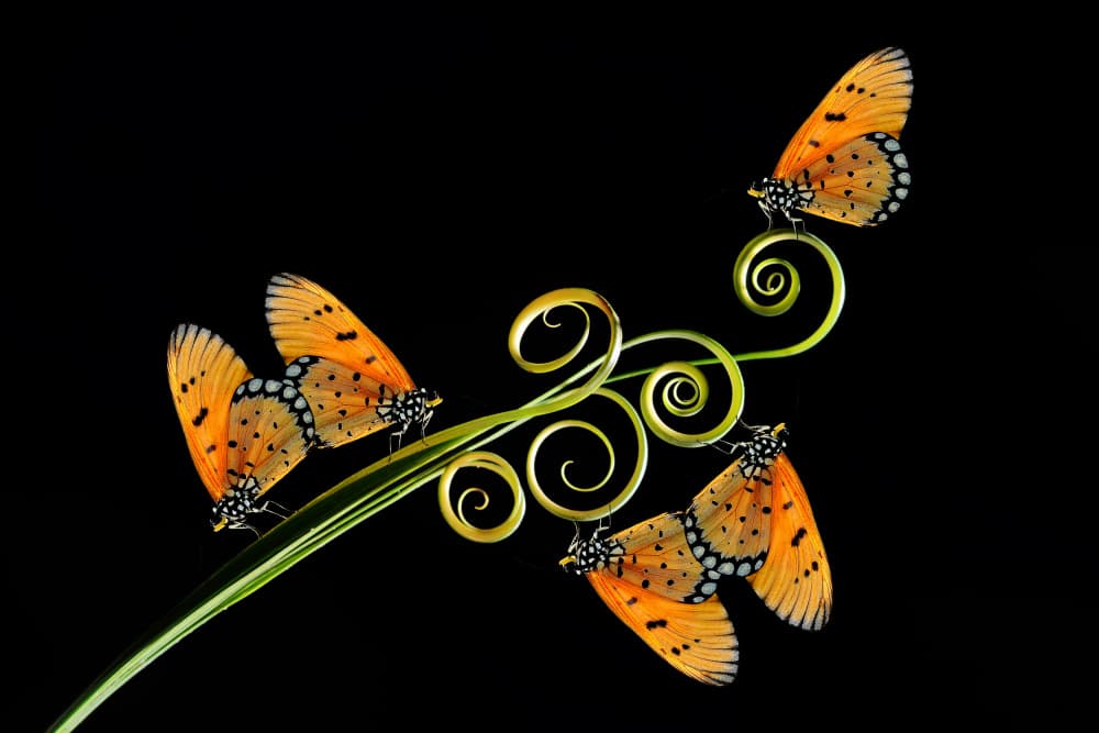 Elegant Butterflies Golden Spirals by Andri Priyadi — canvas wall art