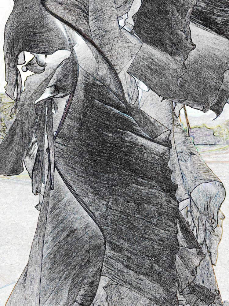 Organic Tree Trunk Sketch by Santhosh ch — canvas wall art