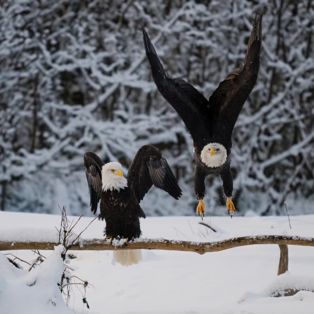 Bald Eagles Snow Landing by Chao Feng 天馬 — canvas wall art