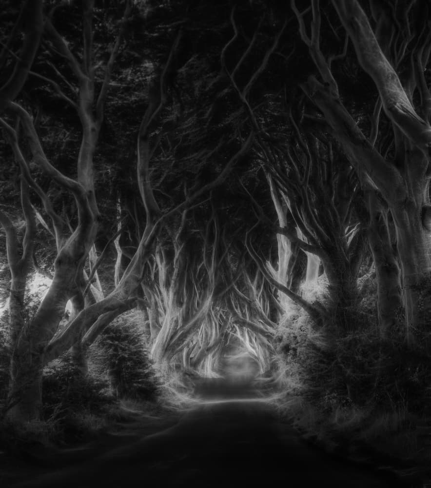 Mystical Tree Tunnel by Saskia Dingemans — canvas wall art