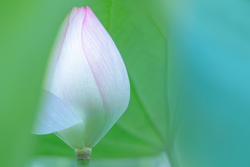 Pink Lotus Bud by Satoshi Hatsumori — canvas wall art