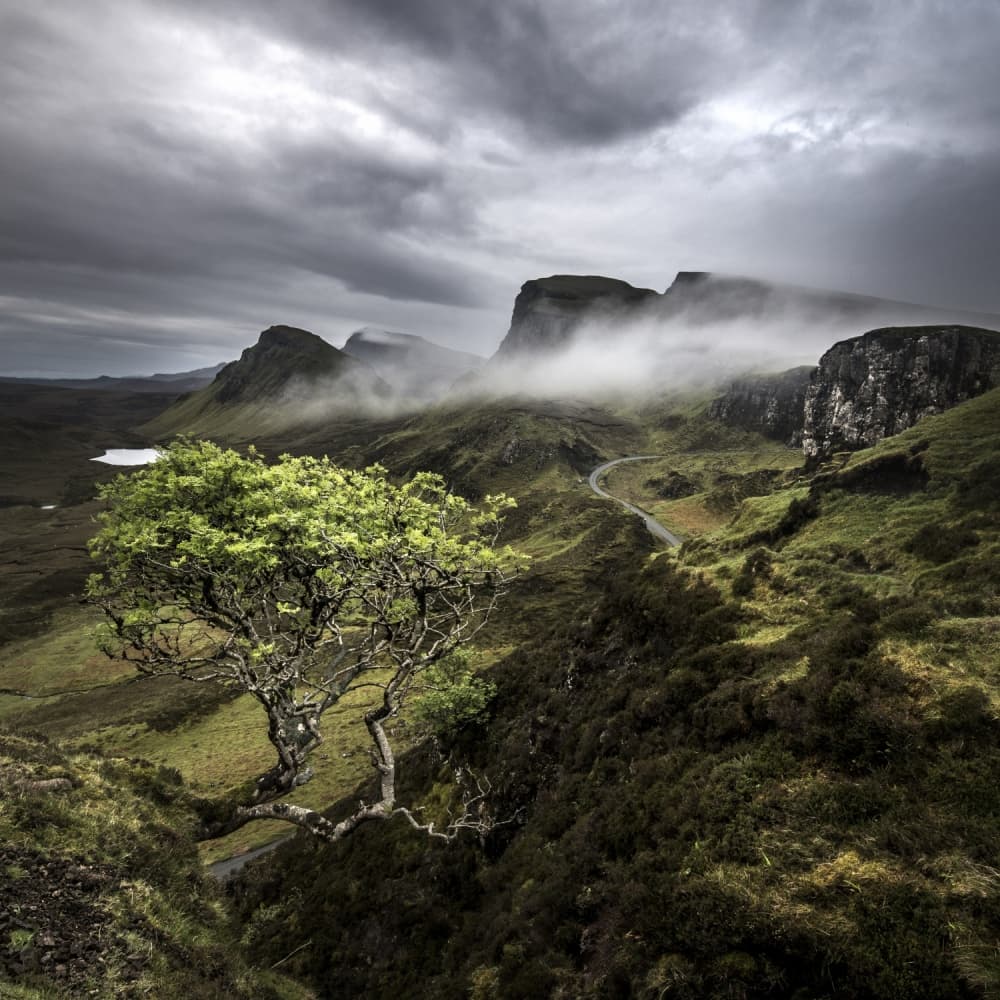 Lone Tree Misty Highlands by Claes Thorberntsson — canvas wall art