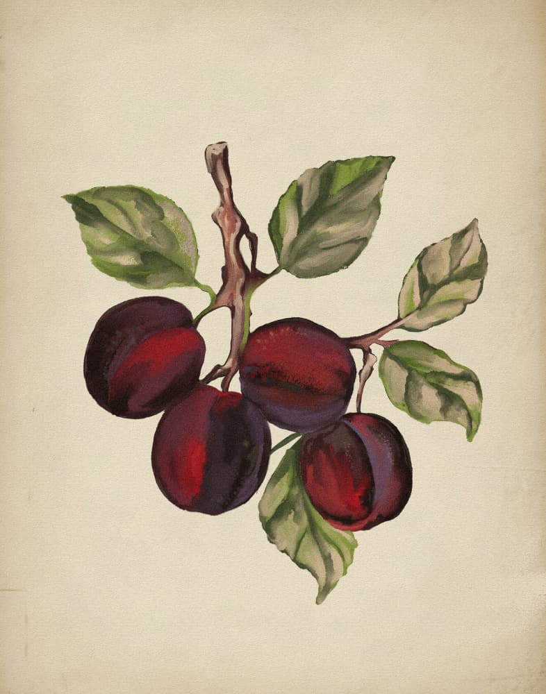 Ripe Plum Branch by Josie George — canvas wall art