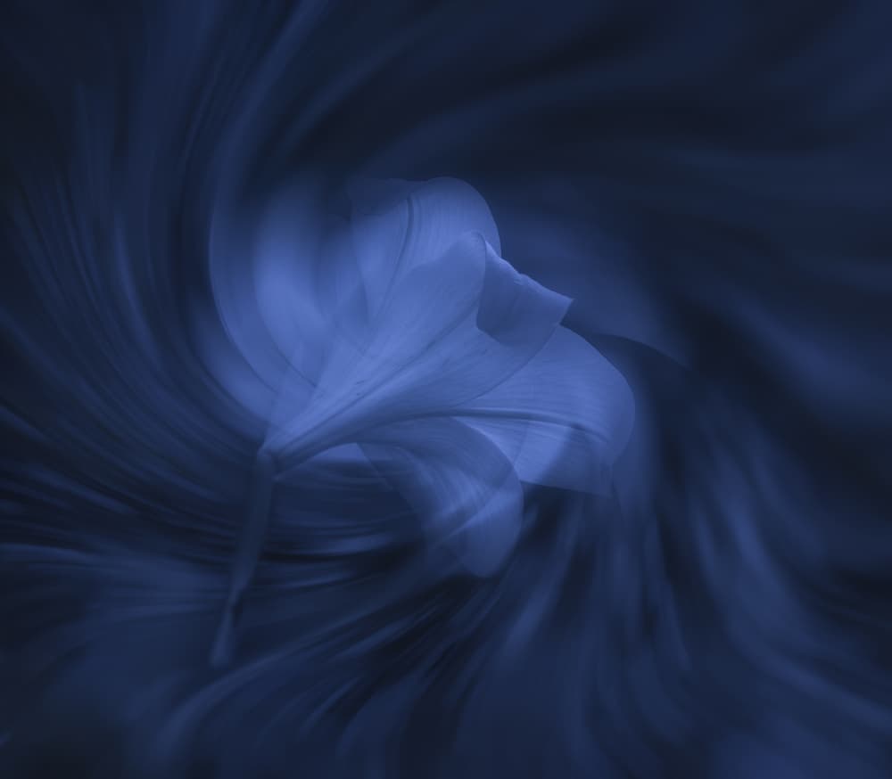 Ethereal Blue Flower by Judy Tseng — canvas wall art