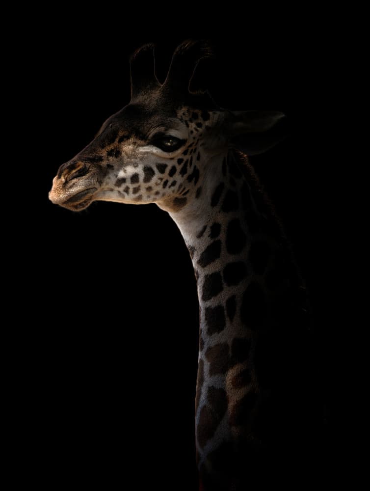 Majestic Giraffe Portrait by Antonio Grambone — canvas wall art