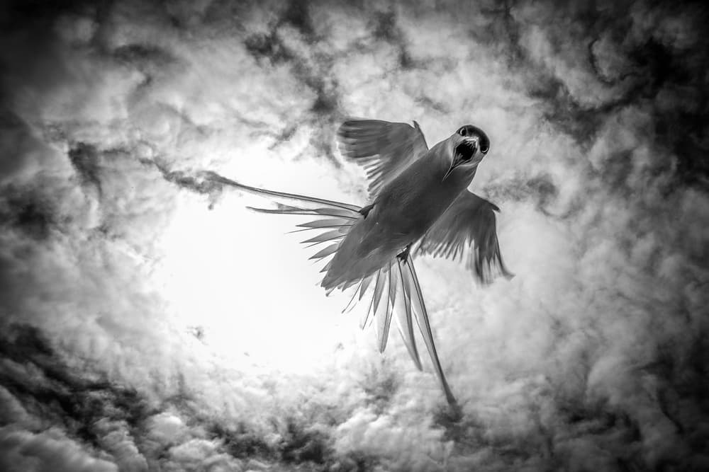 Flying Parrot Dramatic Sky by Gorazd Golob — canvas wall art