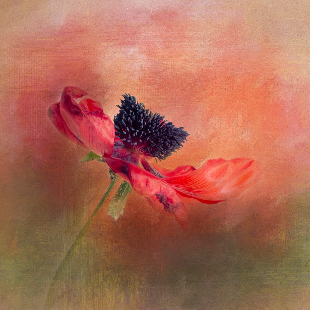 Vibrant Poppy Bloom by Gaille Gray — canvas wall art