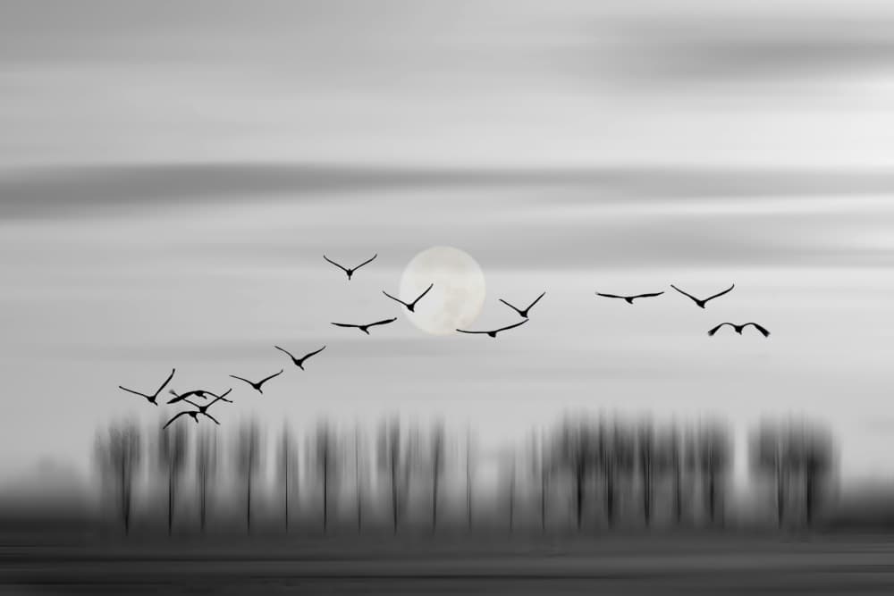 Ethereal Moon Birds by Wilma Wijers Smeets — canvas wall art