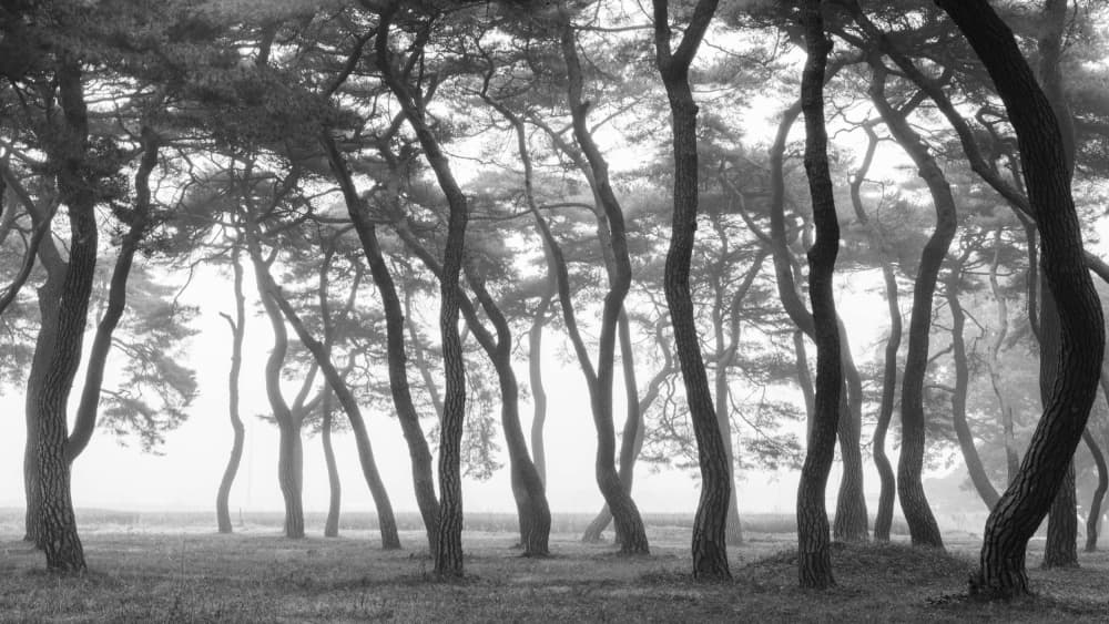 Misty Pine Forest by MIN CHEOL KIM — canvas wall art