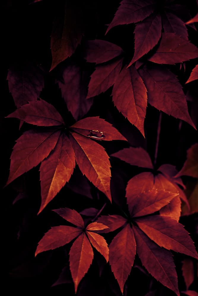 Dark Leaves 7X by Mareike Böhmer — canvas wall art