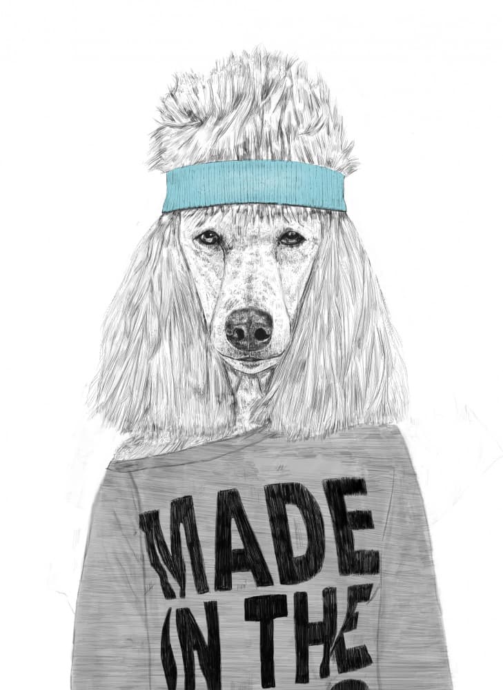 Cool Poodle Headband by Balazs Solti — canvas wall art