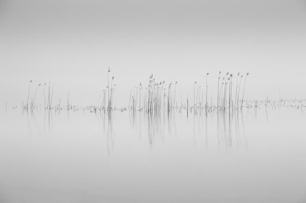 Misty Reeds Reflection by Benny Pettersson — canvas wall art