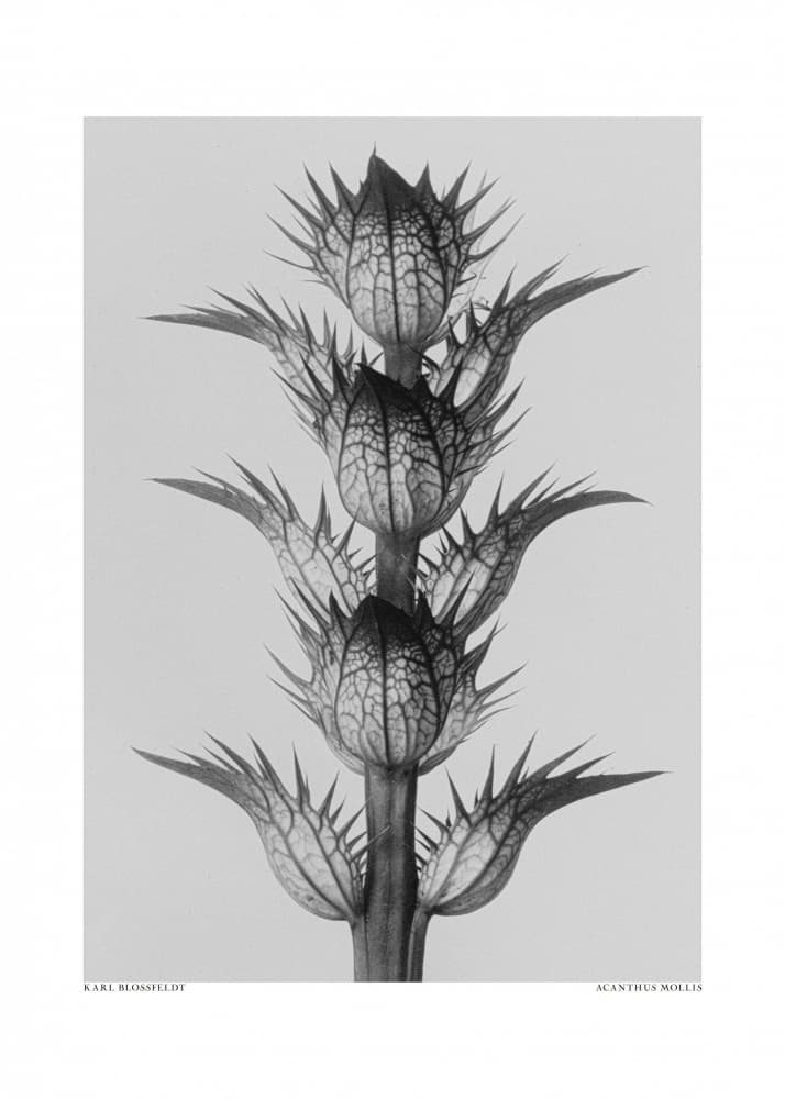 Acanthus mollis by Karl Blossfeldt — canvas wall art