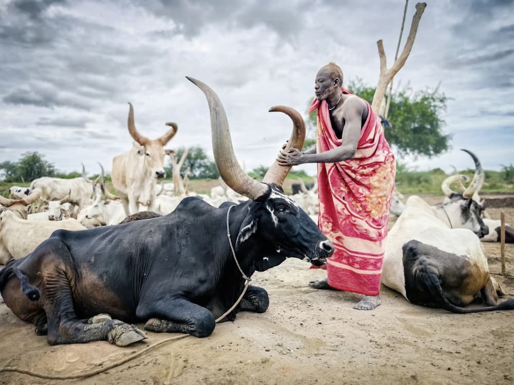 Dinka Man with Giant Bull by Svetlin Yosifov — canvas wall art