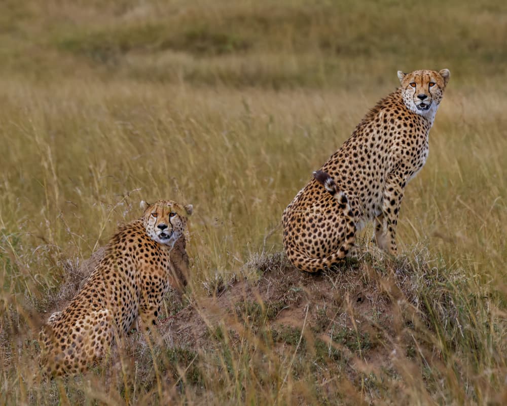 Two Alert Cheetahs by Sandeep Shroff — canvas wall art
