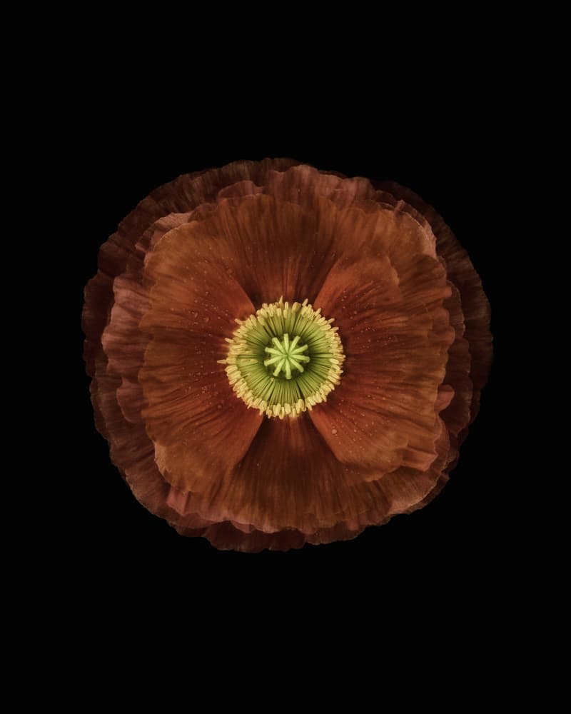 Dark Poppy Bloom by Lotte Grønkjær — canvas wall art