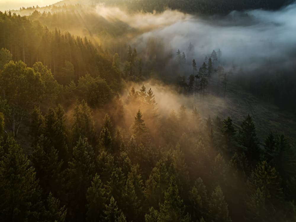 Sun Rays Through Misty Forest by Ilona Rosenkrancová — canvas wall art
