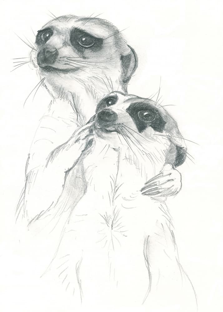 Meerkats Drawing by Isabelle Brent — canvas wall art