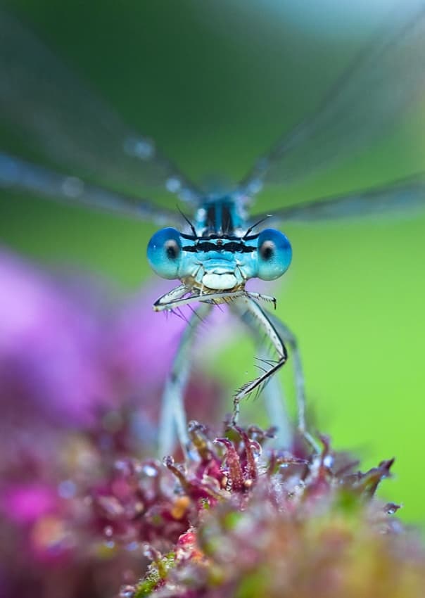 Curious Blue Damselfly by Ales Komovec — canvas wall art