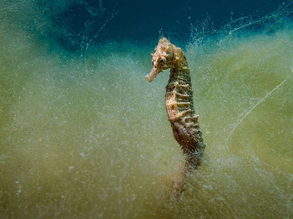 Serene Underwater Seahorse by Dani Barchana — canvas wall art