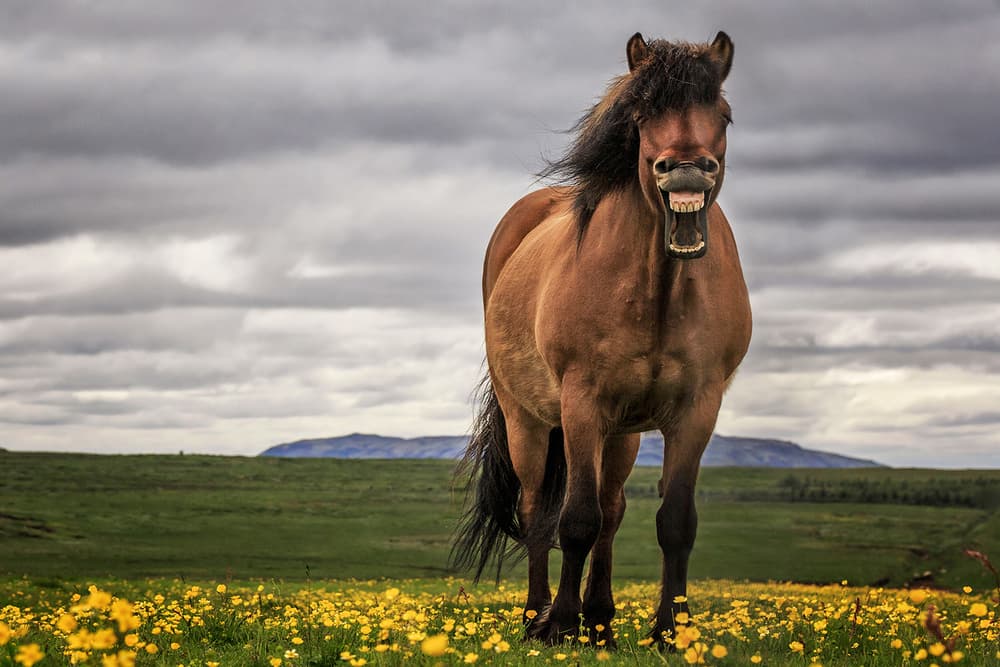 Funny Laughing Horse by Bragi Ingibergsson - BRIN — canvas wall art