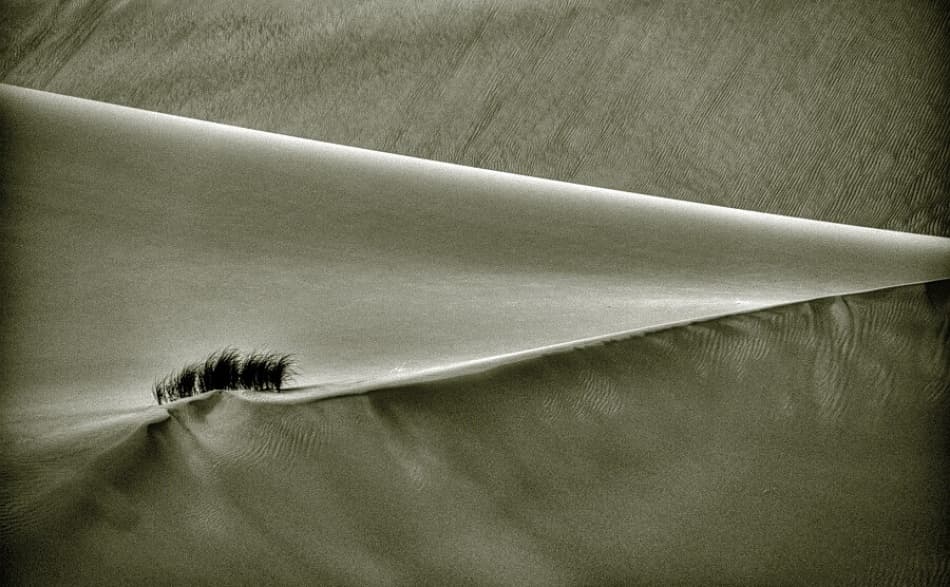 Serene Desert Grass by Arash Karimi — canvas wall art