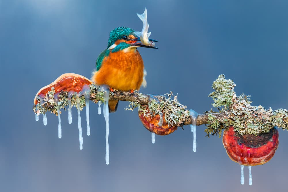 Kingfisher on Icy Branch by Petar Sabol — canvas wall art