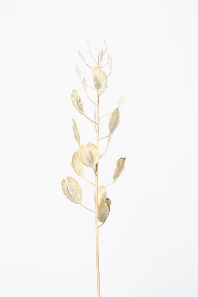 Dried Honesty Botanical by Pictufy Studio III — canvas wall art