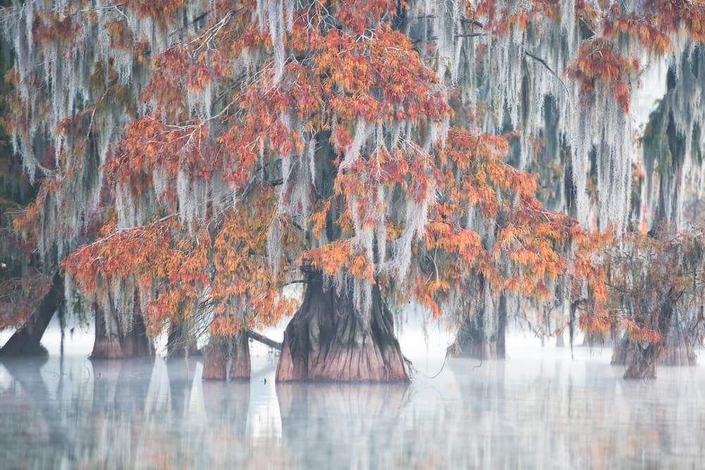 Autumn Cypress Swamp by Roberto Marchegiani — canvas wall art