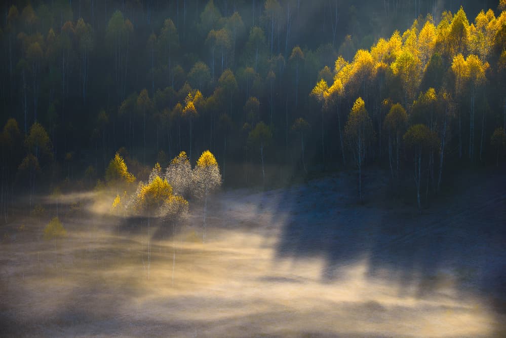 Golden Morning Mist by Ovidiu Satmari — canvas wall art