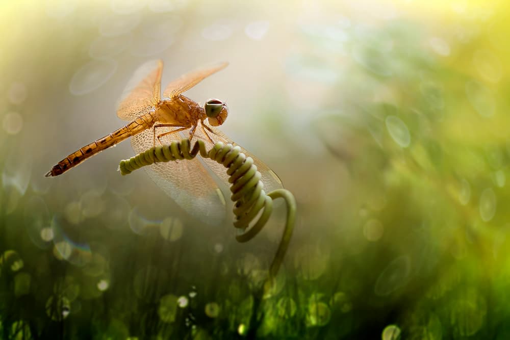 Dragonfly in Golden Light by Fauzan Maududdin — canvas wall art