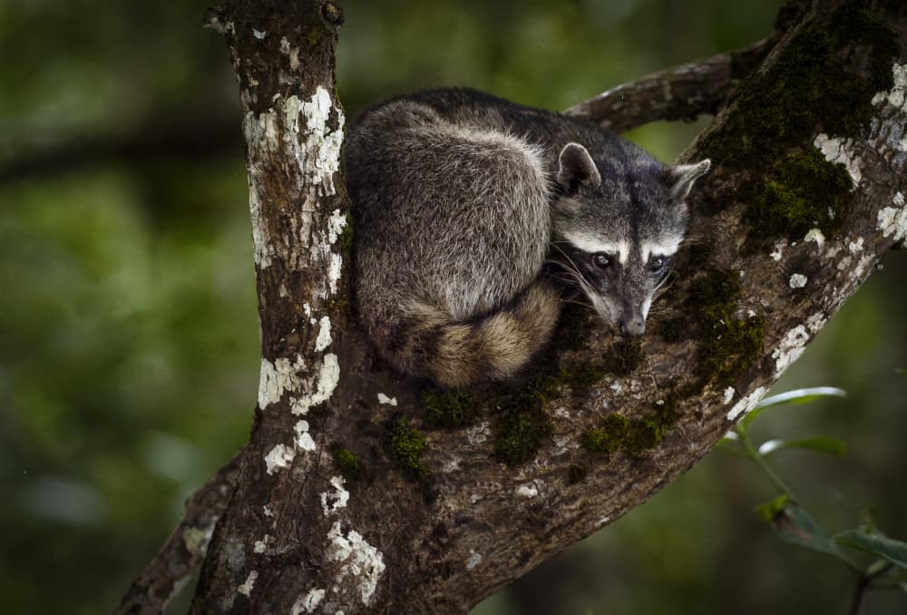 Watchful Raccoon in Tree by Ronald Scott Johnson — canvas wall art