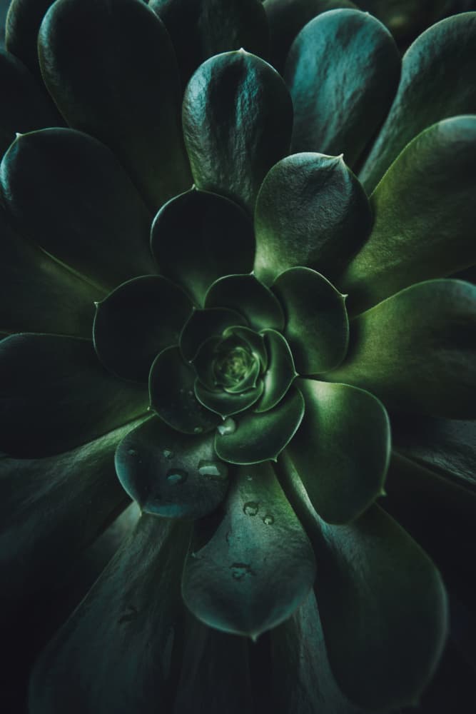 Deep Green Succulent by Tim Mossholder — canvas wall art